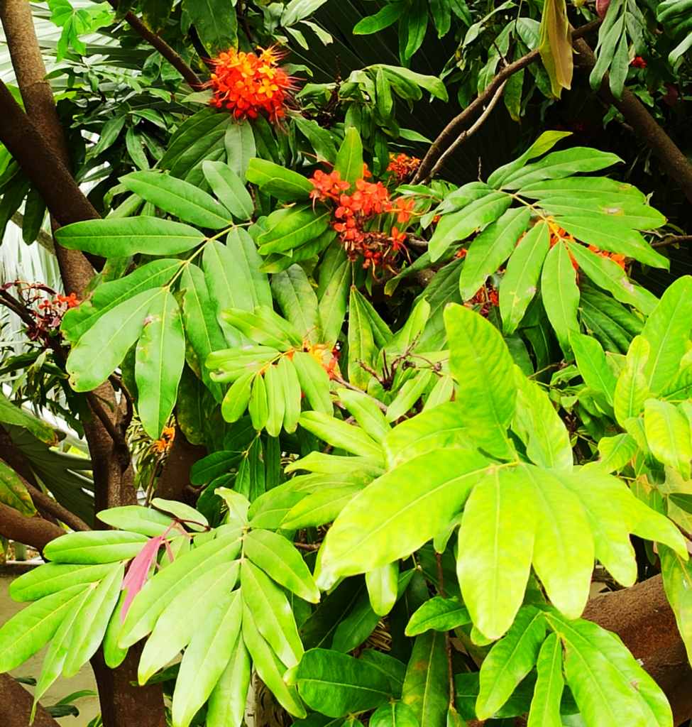 Buy Sita Ashok Sorrowless Tree Online Saraca Asoca