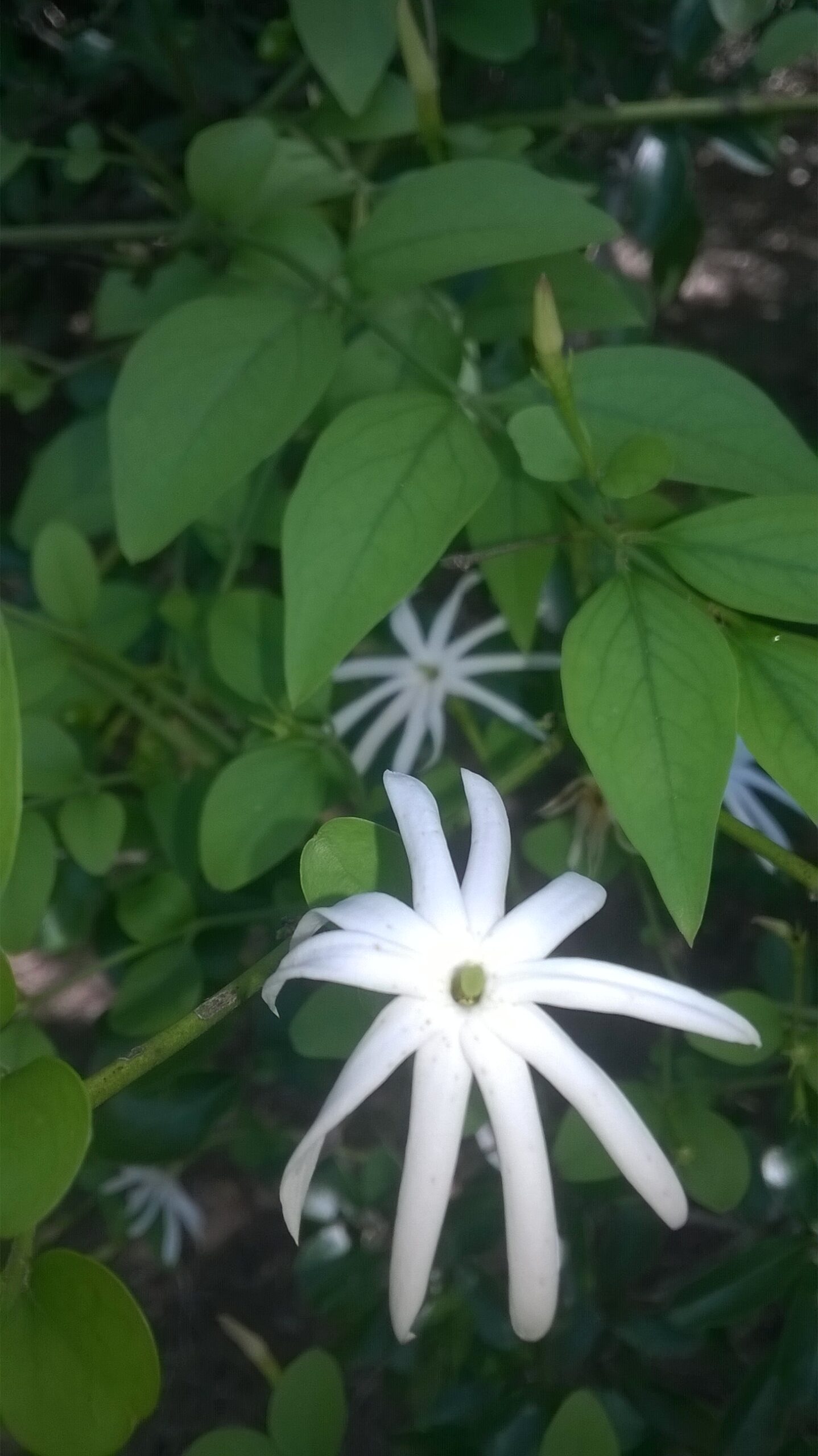 buy-jasminum-angustifolium-iruvatchi-jasmine-kattu-malligai