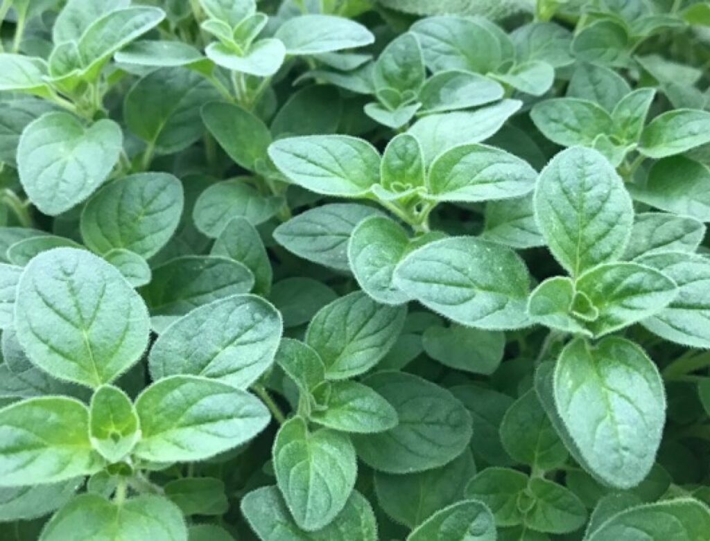 Buy Oregano, origanum vulgare, oreganum-Live plant online shopping for sale