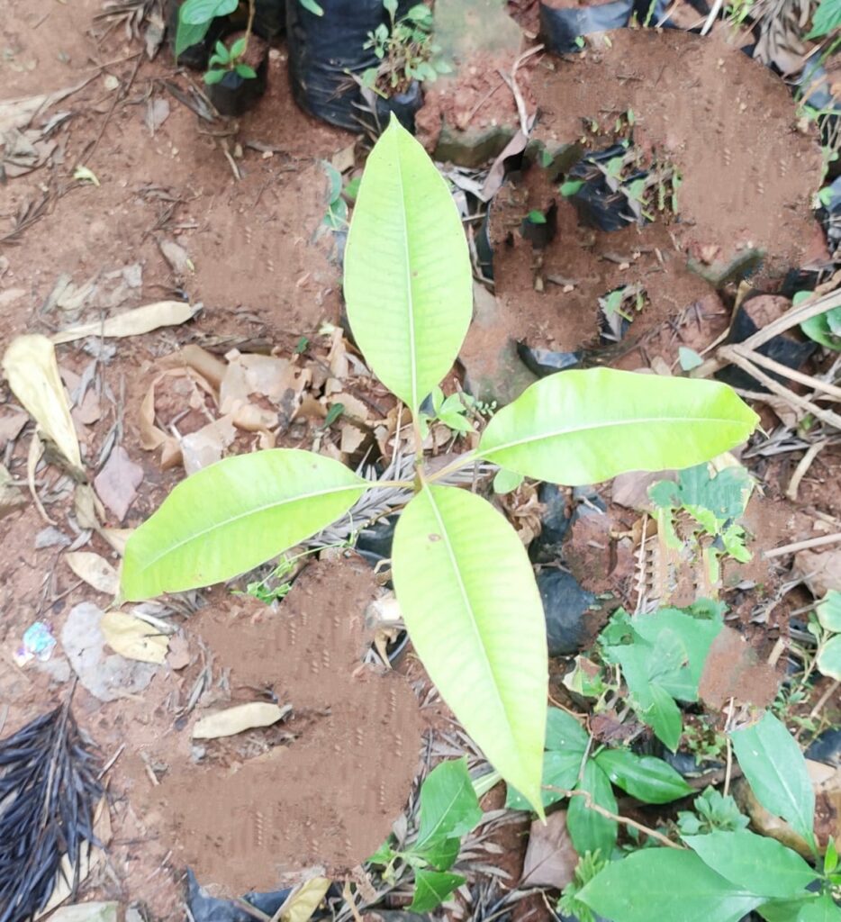 Buy Decalepis salicifolia, mara nannari, peru nannari live plant online ...