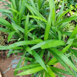 pandanus amarylifolius