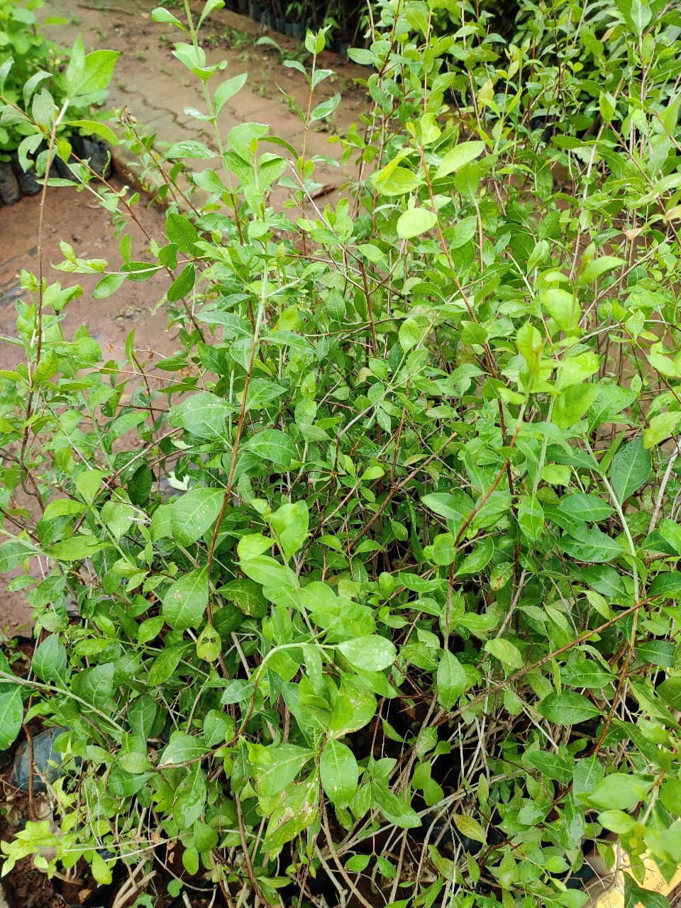 Henna Tree Plant