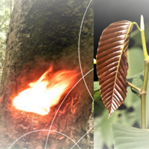 Sanga Ilakkiyam Plants