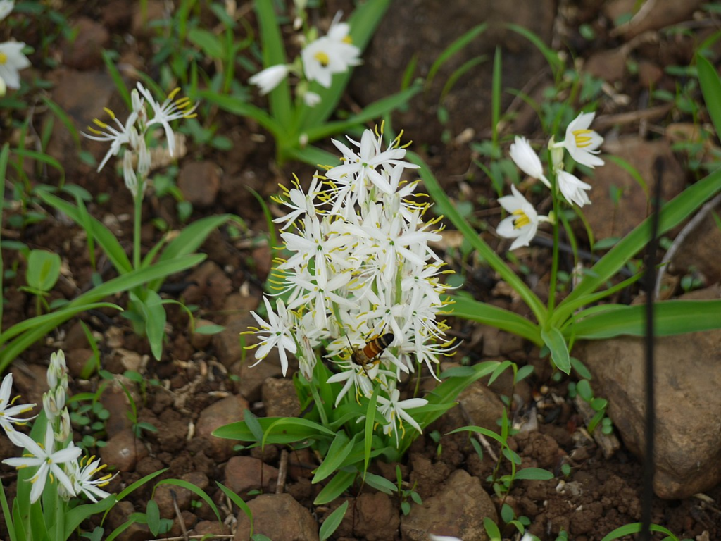 Buy Safed musliwhite, vellai musli OnlineBuy chlorophytum borivilianum