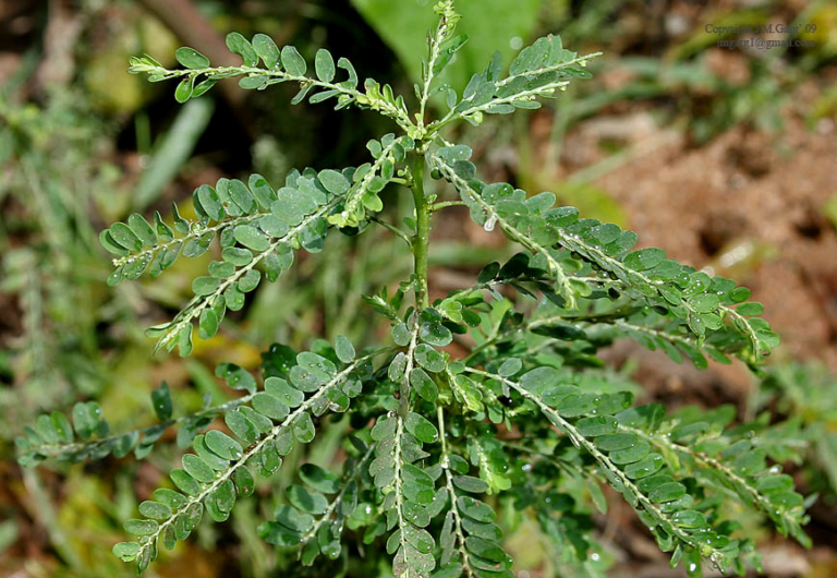 Buy Stone Breaker, phyllanthus amarus, keezhanelli, kizhanelli ...