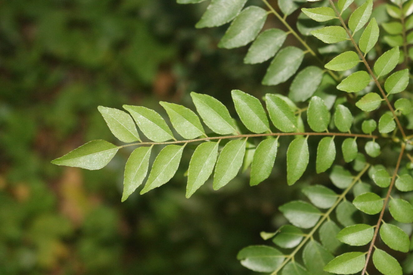 Buy Curry Leaves, Kadi Patta, Murraya koenigii, Meetha Neem, Meetha NeemLive plant online