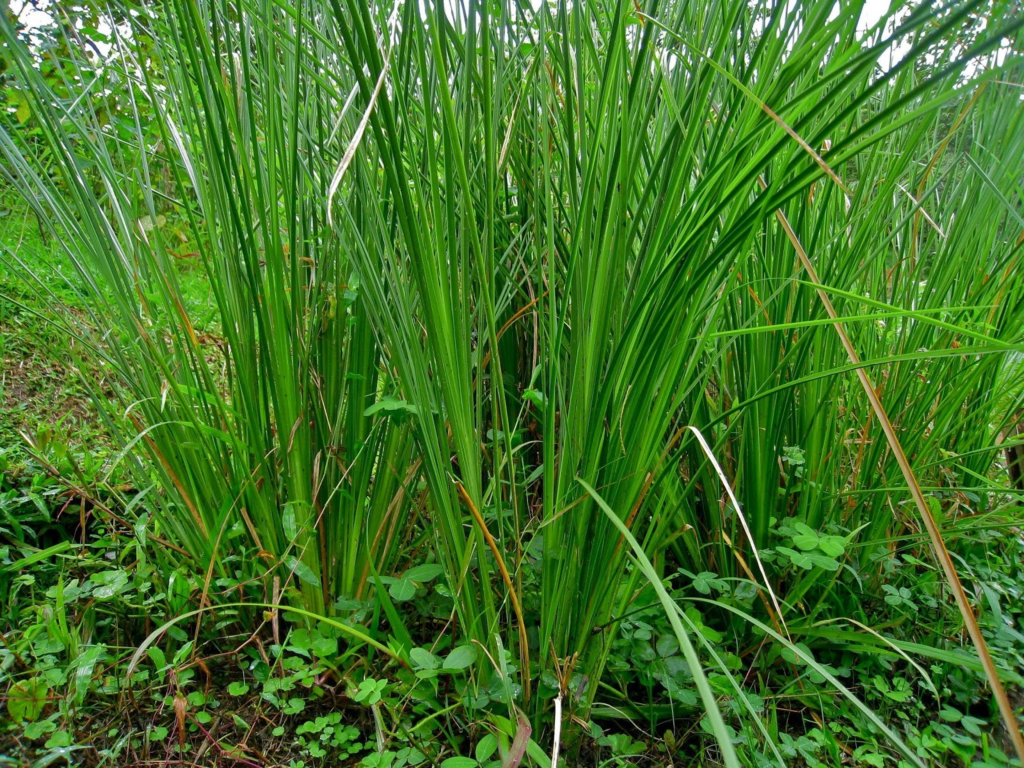 Buy Khas Khas Grass Chrysopogon Zizanioides Vetiver Lavancha Ramaccham