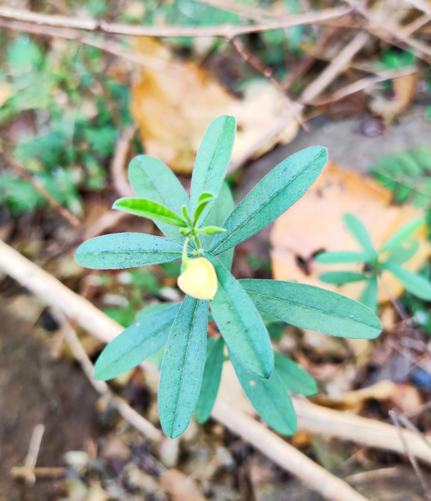 Buy Polygala elongata, Periyanangai, பெரியாநங்கை-Live plant online ...