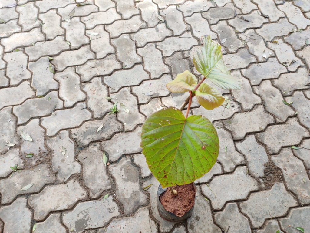 Buy Haldu, Haldina cordifoia, kadamba करम Karam, कदमी Kadami, Manjal ...