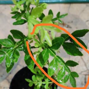 Mahavilvam-13 Leaves/Leaf