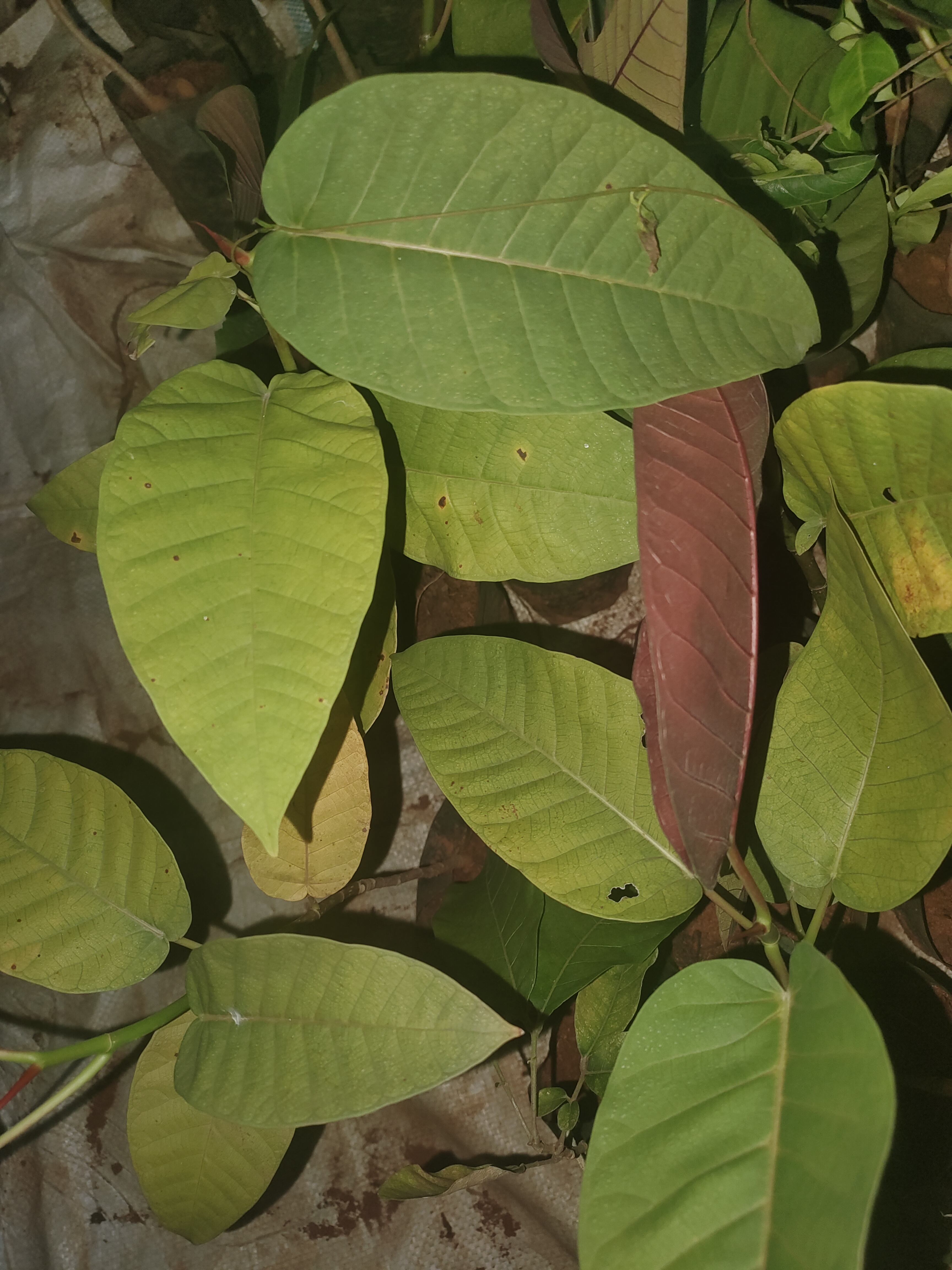 Buy ficus dalhousiae, Dalhousiae’s Ficus, kalaal, kal aalam, sivan maram, thakshanamoorthy maram, sivan kallaalam-Live plant online shopping for sale