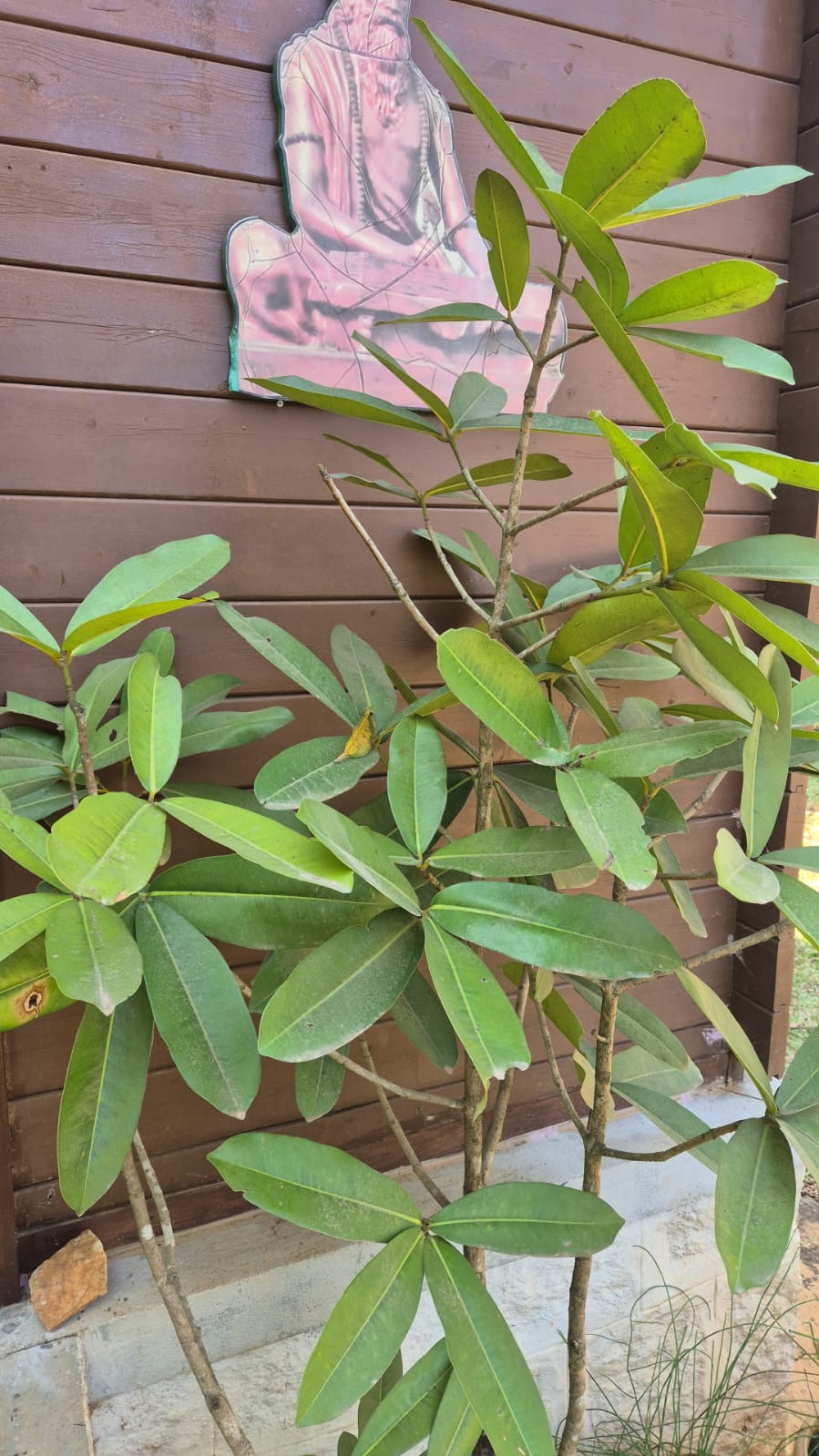 Buy Mammea suriga, sirupunnai, calophyllum suriga, Surangi सुरंगी, punnag, surapunnaga-Live plant online shopping for sale