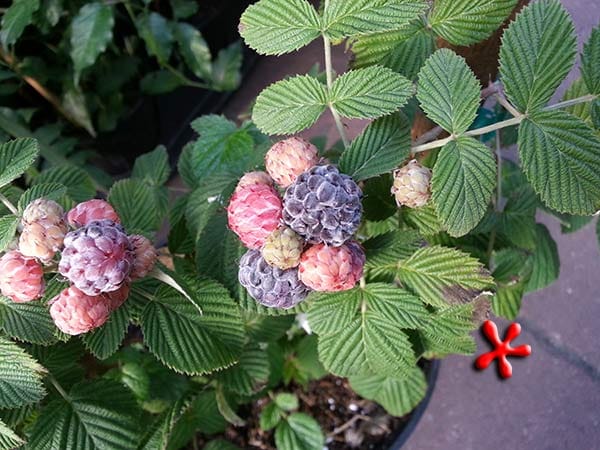 Buy rubus niveus, mysore raspberry-live plant online shopping for sale