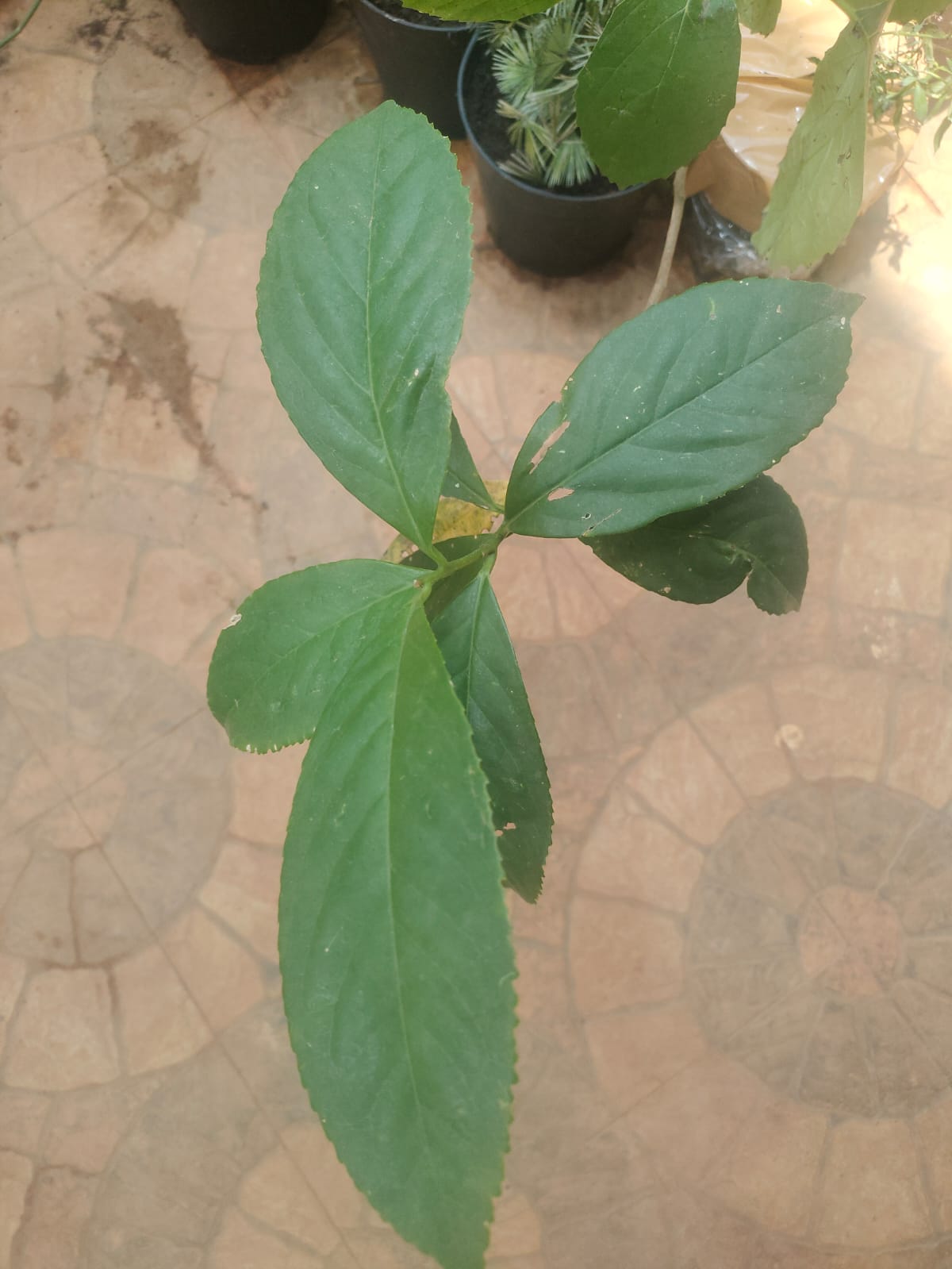 Buy Symplocos racemosa, Lodh Tree, Lodhra plant, Lodhra racemosa, लोध Lodh, लोधरा Lodhra லோத்ரம்-Live plant online shopping for sale