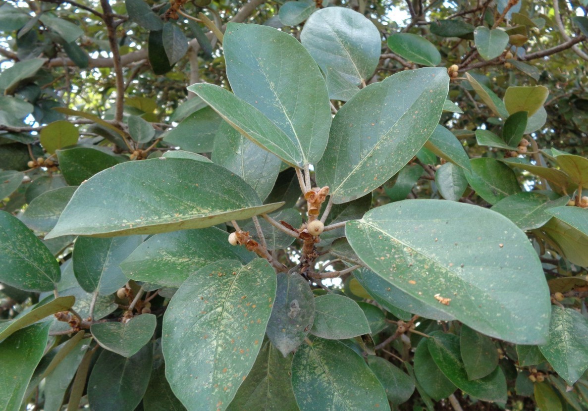 Buy Ficus mollis, kalathi, soft fig, kadu atthi, kalatthi, கல் அத்தி, paarai atthi-Live plant online shopping for sale