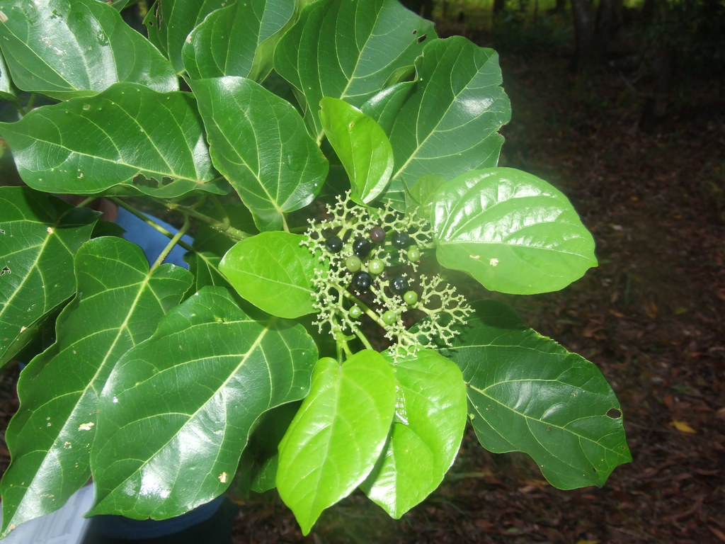 Buy premna integrifolia, agnimantha-Live plant online shopping for sale