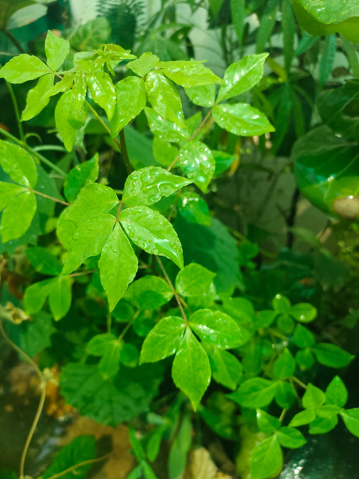 Buy panchmukhi belpatra-north india, panch patti, 5 leaf bilva patra, 5 leaf vilvam-Live plant online shopping for sale