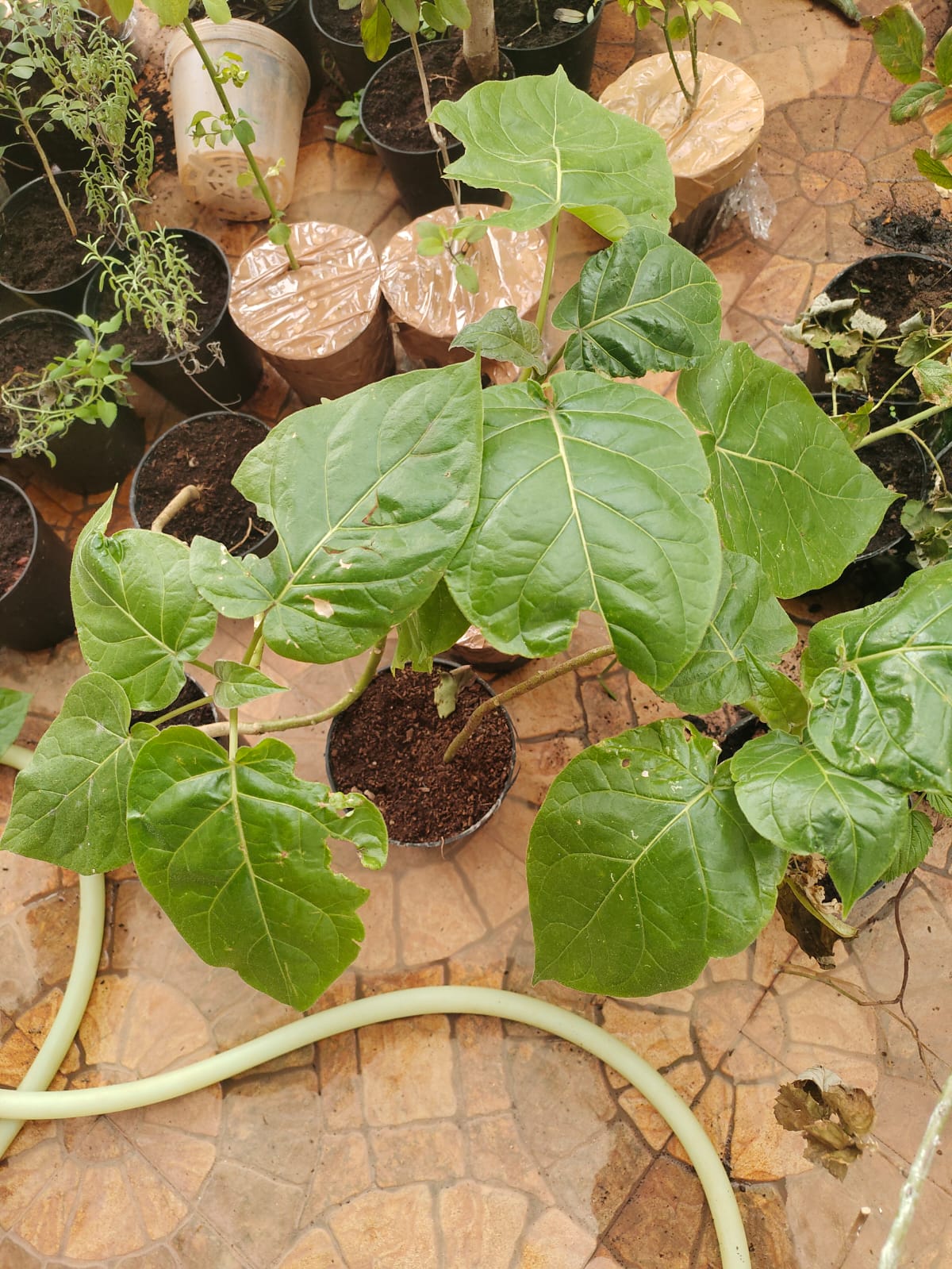 Buy Solanum betaceum, tree tomato, tamarillo, marathakkali, மரத் தக்காளி-Live plant online shopping for sale