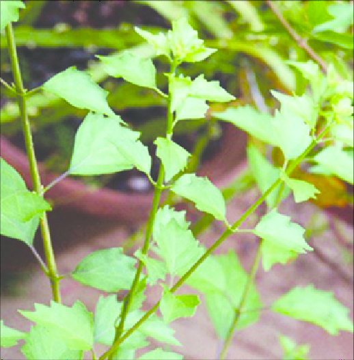 Buy Headache Tree, premna serratifolia, pasumunnai, agnimantha, பசுமுன்னை-Live plant online shopping for sale