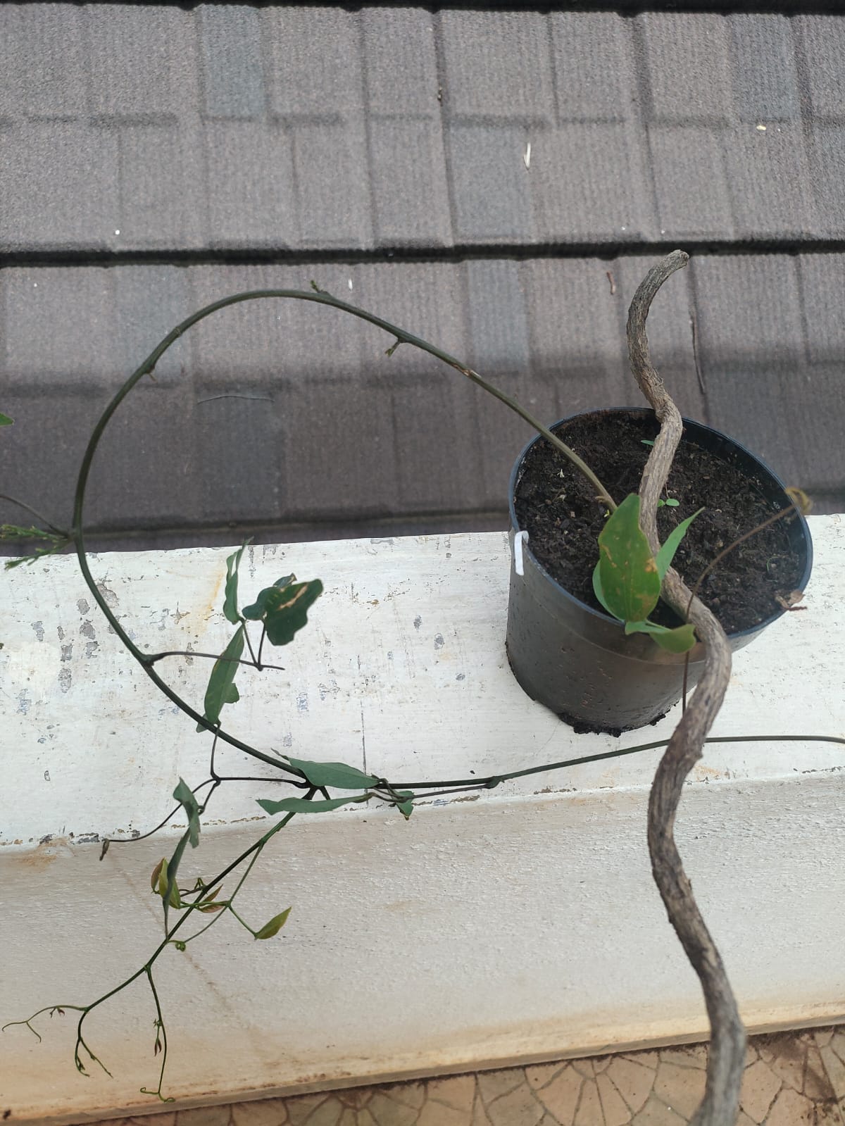 Buy Garuda sanjeevani root-Live plant online shopping for sale