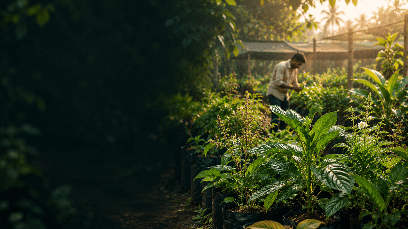MedicinalLive nursery growing healthy medicinal and herbal plants