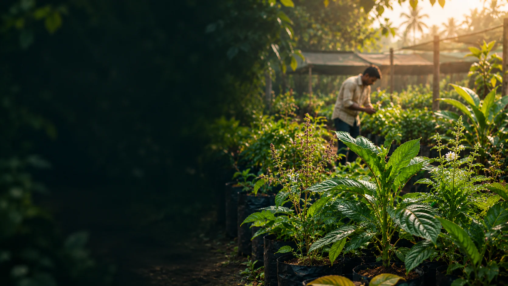 MedicinalLive nursery growing healthy medicinal and herbal plants