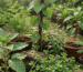 Rare & Native Medicinal Plants of India