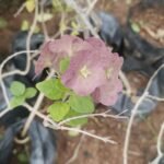 Holmskioldia blue