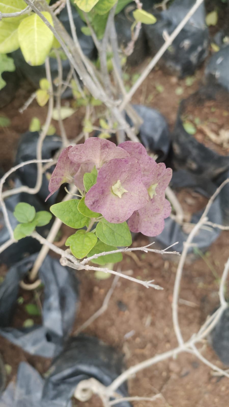 Holmskioldia blue