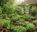medicinal plants for home gardens