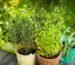 How to Grow Medicinal Plants at Home in India A Complete Guide