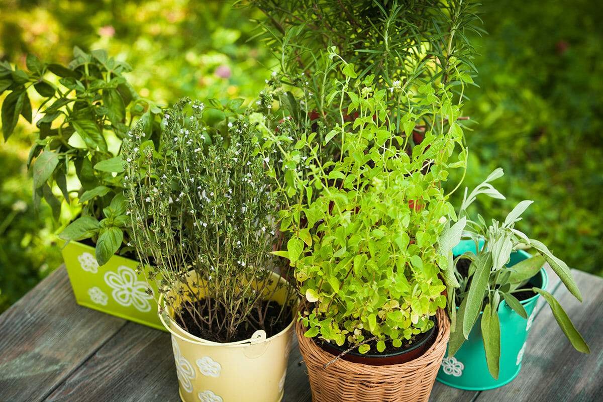 How to Grow Medicinal Plants at Home in India A Complete Guide