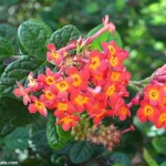 Buy Rondeletia odorata - Live Plant Online Shopping for Sale