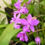 Buy Spathaglottis sp - Live Plant Online Shopping for Sale