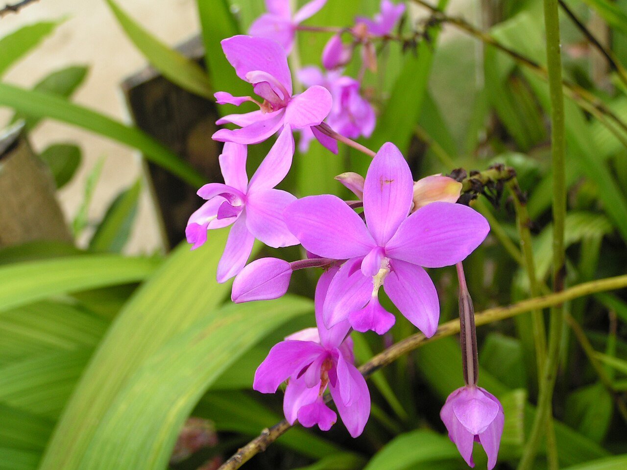 1280px-Boholflora101.jpg Buy Spathaglottis sp - Live Plant Online Shopping for Sale - Image 1
