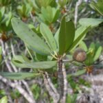Buy Manilkara littoralis - Live Plant Online Shopping for Sale