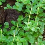 Buy Sigappu kalbrahmi, சிகப்பு 
கல்பிரம்மி - Live Plant Online Shopping for 
Sale
