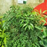 Buy Polyscias fruticosa - Live Plant Online Shopping for Sale