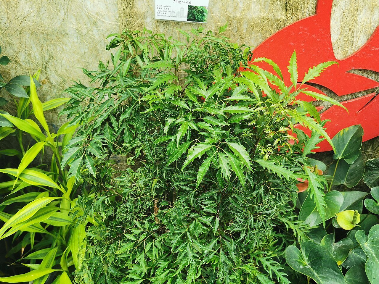 1280px-Polyscias_fruticosa2C_Hong_Kong_Park2C_December_2019_16.jpg Buy Polyscias fruticosa - Live Plant Online Shopping for Sale - Image 1
