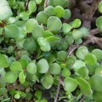 Buy Portulacaria afra - Live Plant Online Shopping for Sale