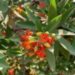 Buy Jacquinia sp - Live Plant Online Shopping for Sale