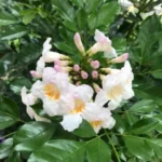 Buy Radermachera lucida - Live Plant Online Shopping for Sale