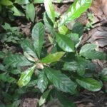 Elaeocarpus serratus, kaadu rudraksh, ceylon olive, edible rudraksh - Live Plant