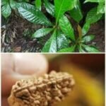 Mukhi rudraksh (Mukhi rudraksh) Live Plant