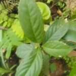 Kamblivetti (Sypmlocos cochinchinensis) Live Plant
