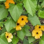 Sivappu Indhrapushpam (Thunbergia alata) Live Plant