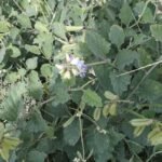 Buy Crotalaria verrucosa - Blue, Neela kilukiluppai - Live plant 
online shopping for sale