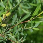 Buy Salix purpurea, purple willow, jothi vanji maram, oli vanji - 
Live plant online shopping for sale
