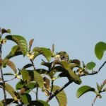 Artocarpus Lacucha (Artocarpus lakoocha) Live Plant