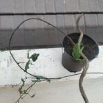 Garuda sanjeevani (Garuda sanjeevani) Live Plant